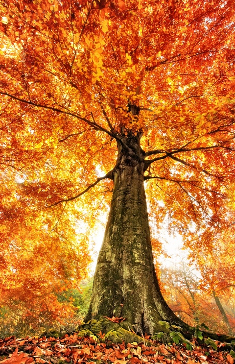 STAGES AUTOMNE 2025